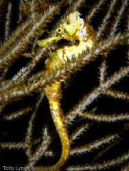 My first seahorse picture! by Toby Lynch 